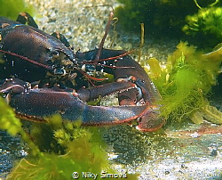 Lobster by Niky Šímová 